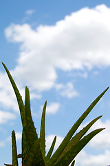 Image showing aloe vera plant against cloud filled blue sky