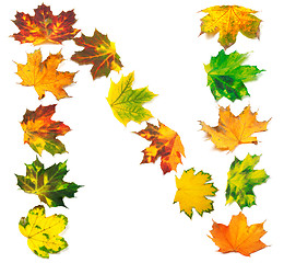 Image showing Letter N composed of autumn maple leafs