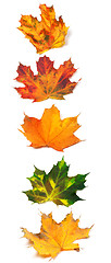 Image showing Letter I composed of autumn maple leafs