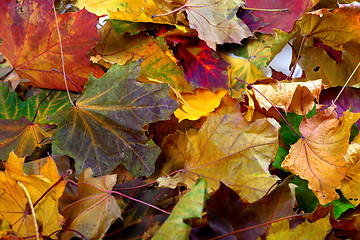 Image showing Autumn dry maple-leafs