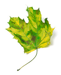 Image showing Yellowed maple-leaf