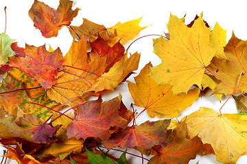 Image showing Autumn dry maple-leafs