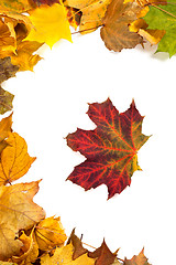 Image showing Autumn maple leafs