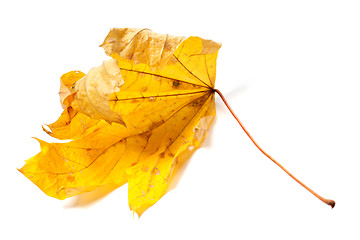 Image showing Autumn dried maple leaf