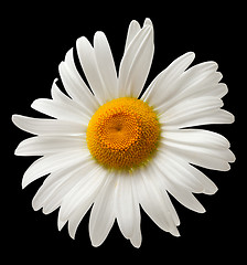 Image showing Chamomile isolated on black background