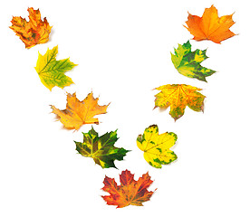 Image showing Letter V composed of autumn maple leafs