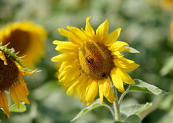 Image showing sunflowers