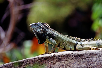 Image showing Iguana