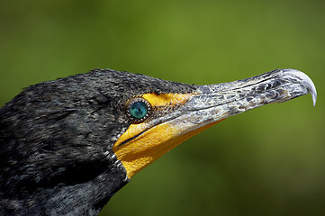 Image showing Double crested cormorant everglades state national park florida usa