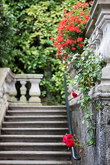 Image showing Flowers of Villa Carlotta on Lake Como