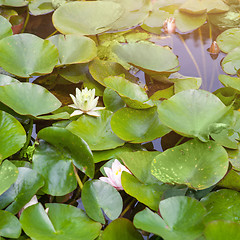 Image showing Beautiful white and pink waterlily or lotus flower