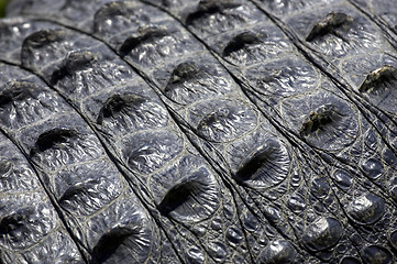 Image showing Alligator skin everglades state national park florida usa