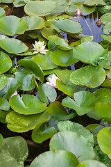 Image showing Beautiful white and pink waterlily or lotus flower in pond