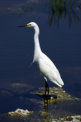 Image showing Snowy egret white heron everglades state national park florida usa