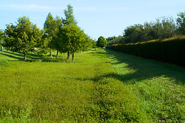 Image showing green field with hedge in florida