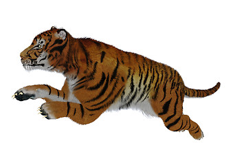 Image showing Jumping Tiger on White