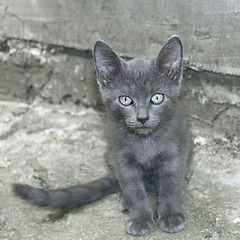 Image showing Small gray cat outdoors