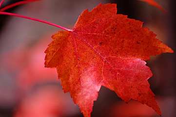 Image showing Red Maple Leaf