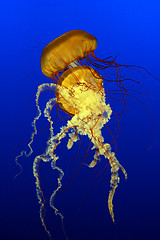 Image showing Sea Nettles (Chrysaora quinquecirrha)