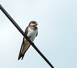 Image showing Barn Swallow