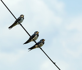 Image showing Barn Swallows