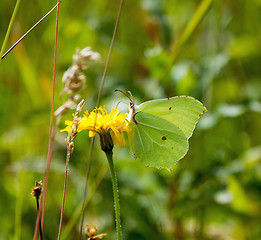 Image showing Brimstone Butterfly