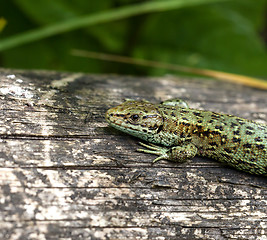 Image showing Common Lizard