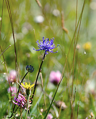 Image showing Round headed Rampion