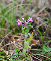 Image showing Wild Basil