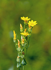 Image showing Yellow-wort