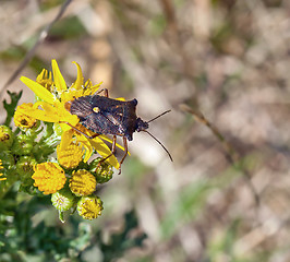 Image showing Forest Bug