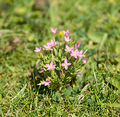 Image showing Lesser Centaury