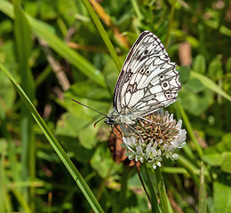 Image showing Marbled White Butterfly