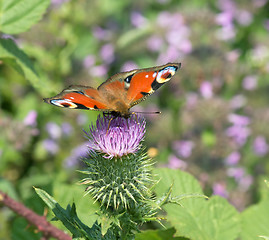 Image showing Peacock Butterfly