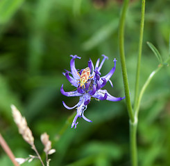 Image showing Plant Bug Calocoris Roseomaculatus