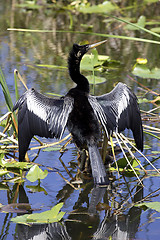 Image showing Anhinga bird everglades state national park florida usa