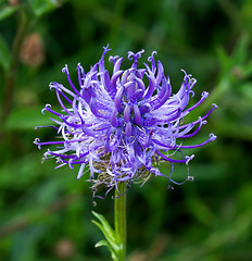 Image showing Round headed Rampion