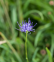 Image showing Round headed Rampion