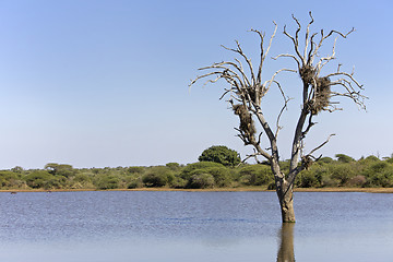 Image showing Nests in a tree