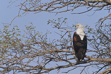 Image showing African Fish Eagle