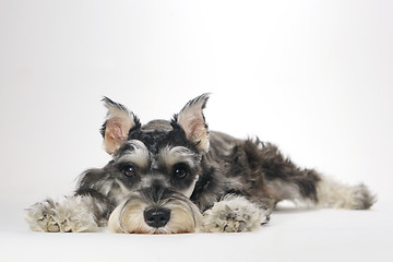 Image showing Cute Miniature Schnauzer Puppy Dog on White Background