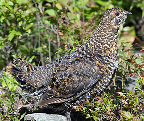 Image showing Spruce Grouse