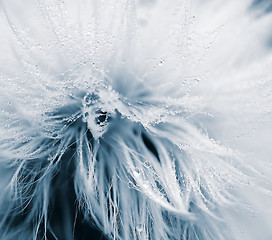 Image showing Soft and wet dandelion