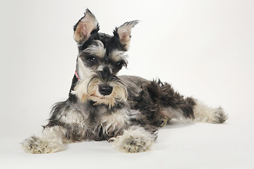 Image showing Cute Miniature Schnauzer Puppy Dog on White Background