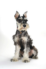 Image showing Cute Miniature Schnauzer Puppy Dog on White Background