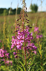 Image showing Wild flower of Willow-herb in the evening field