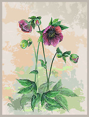 Image showing Illustration hellebore. Greeting card with hellebore.
