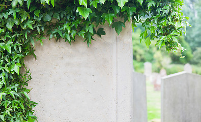 Image showing Very old gravestone with green leaves