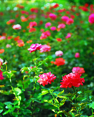 Image showing Roses