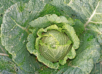 Image showing Cabbage in the garden as a background